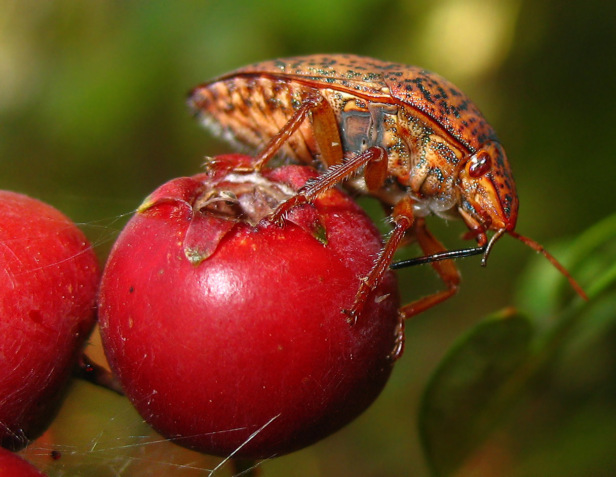 Scutelleridae: Solenosthedium bilunatum